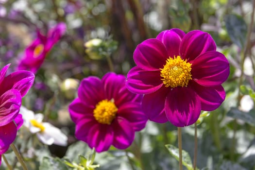 Beautiful colorful flower garden with various flowers