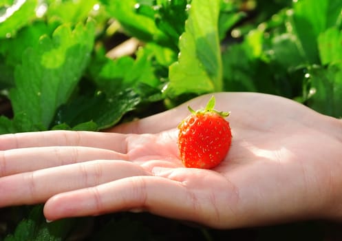 Closeup of fresh organic strawberries