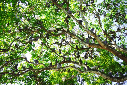 Tree with birds