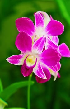 Beautiful purple orchid