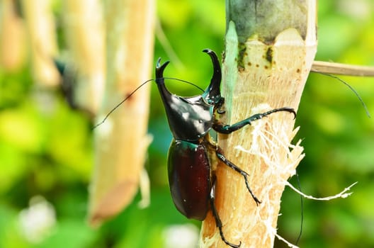 Rhinoceros beetle rearing to fight.
