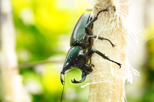 Rhinoceros beetle rearing to fight.
