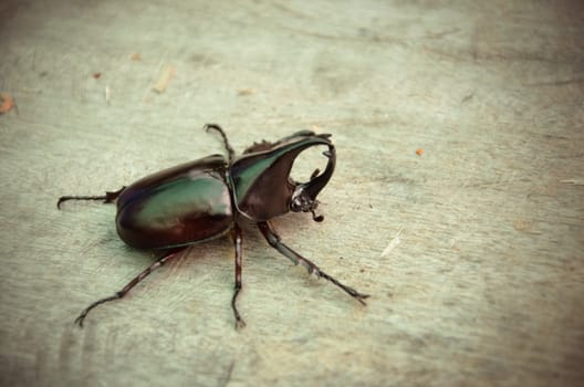 Rhinoceros beetle rearing to fight.