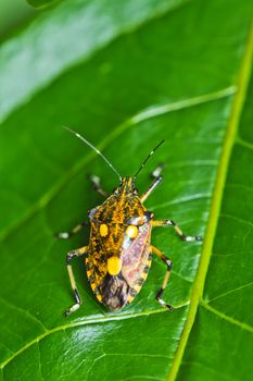 Bug on the green leaf and growing