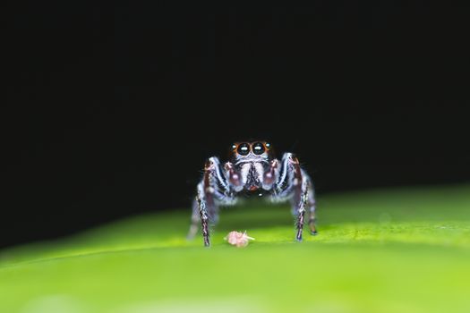 Spider, insect going to eat insect in life cycle of them