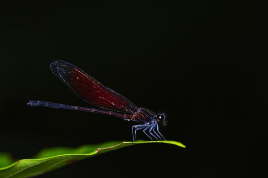 Dragonfly on a leaf tree in natural with black background