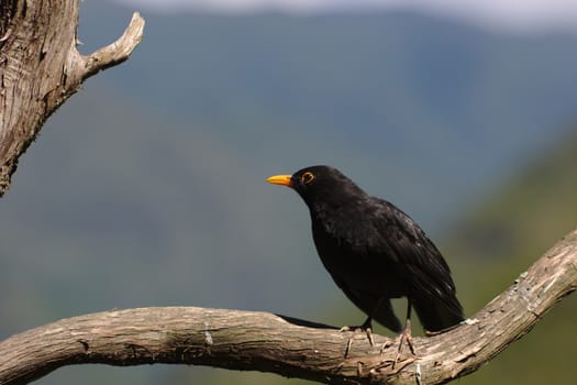 A madeiran blackbird, Turdus merula, sitting on a bare branch, facing sideways.