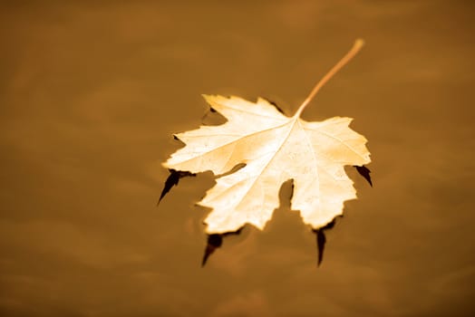 orange autumn maple leaf in water for zen moment