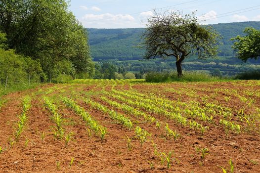 junge Maispflanzen in roter Erde
