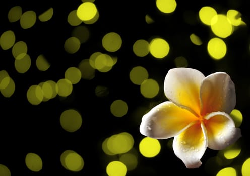 tropical frangipani flower on abstract yellow background