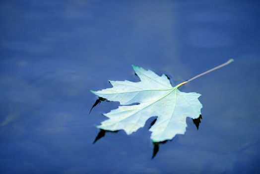reflection of zen maple leaf in pond with water ripple