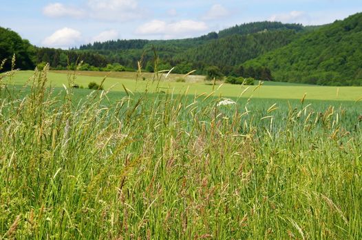 hohes blühendes Gras am Feldrand