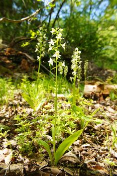 weisse Waldhyazinthe, eine Orchideenart