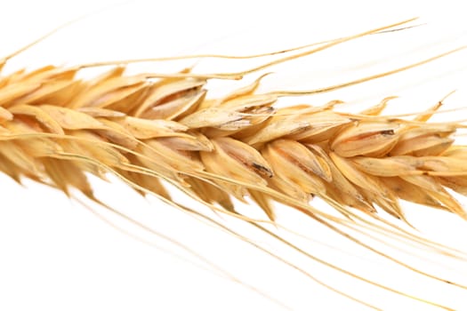 Close up wheat isolated on white. Macro.