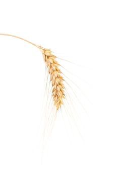 Ripe wheat isolated on a white background.