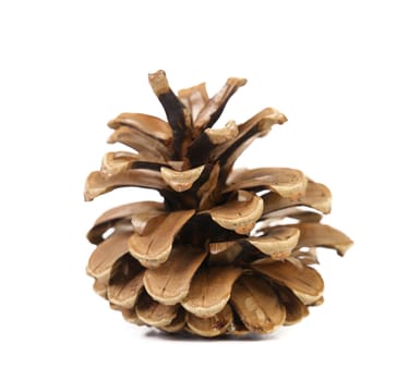 Brown pine cone isolated on a white background