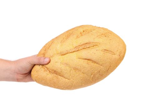Hand hold white bread of corn meal. White background.