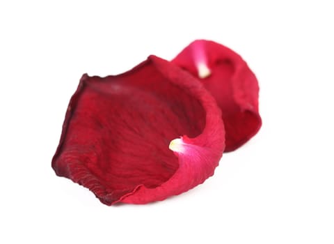 Rose petals isolated on a white background