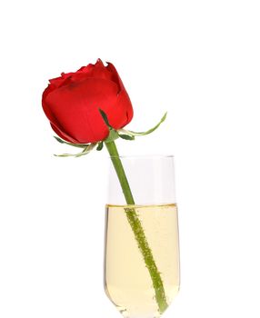 Red rose in glass of champagne. Close up.