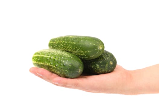 Hand holds fresh cucumbers. Isolated on a white background.
