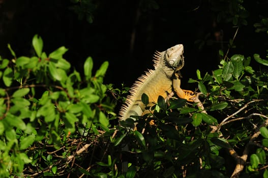 green iguana sunning in a tree in nature