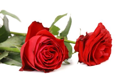 Twob red roses. Isolated on a white background.