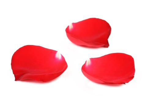 Red rose petals isolated on white. Clipping path included
