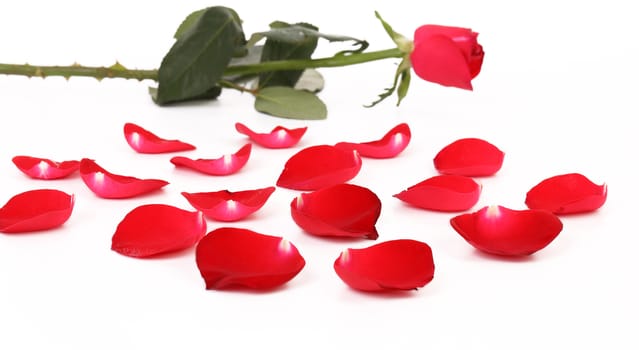 Red rose and petal. Isolated on a white background.