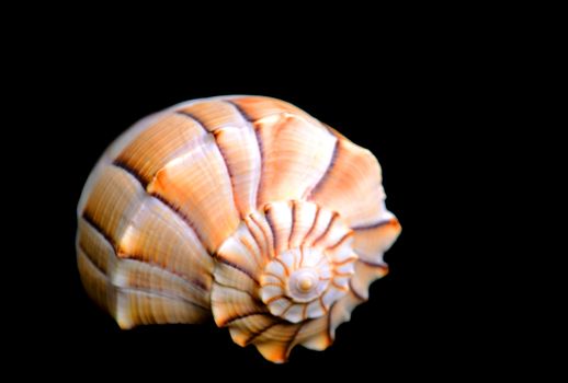 single shell on black background with nobody