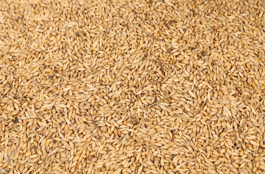 Background of wheat grain. Close up. Texture.