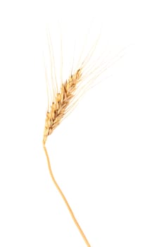Ear of wheat. Isolated on a white background.
