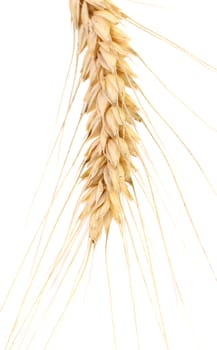 Ear of wheat. Isolated on a white background.