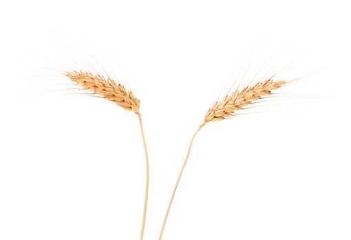 Ears of wheat. Isolated on a white background.