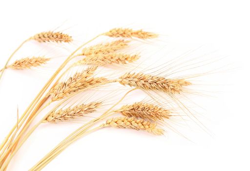 Ears of wheat. Isolated on a white background.