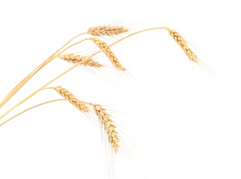 Ears of wheat. Isolated on a white background.