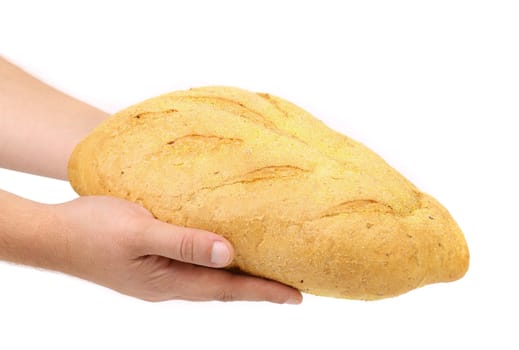 Hand holds bread of corn meal. White background.