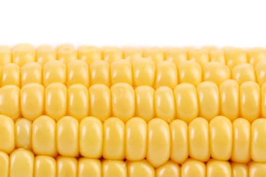 Tasty yellow ear of corn. Close up. There is space for text.