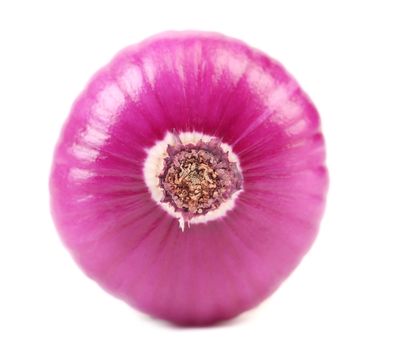 Tail of fresh red onion. White background.