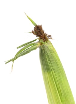 Top closed corncob. Isolated on a white background.