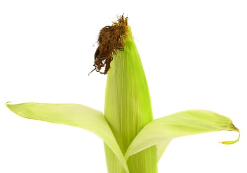 Top closed corncob. Isolated on a white background.