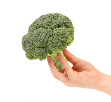 Hand holds fresh broccoli. Isolated on a white background.