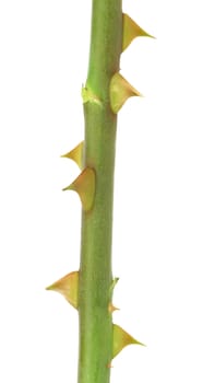 Rose thorn. Isolated on a white background.
