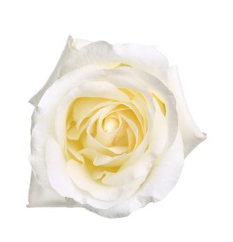 Single white rose with leaves and stem on white background