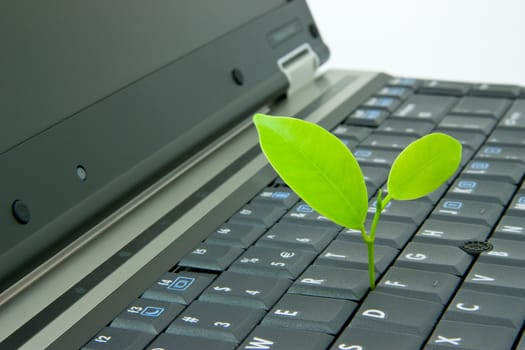 Green plant growing from computer keyboard