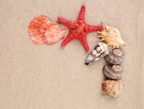 Sea star and shells on the sandy beach