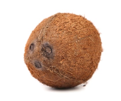 One Coconut isolated on a white background