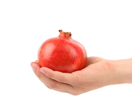 Hand holding red pomegranate isolated over white background