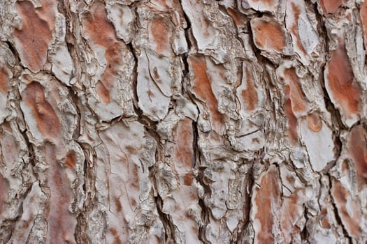 Old tree bark texture