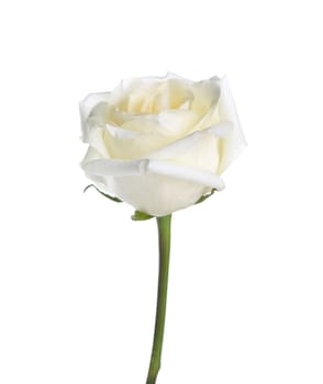 White rose. Isolated on a white background.