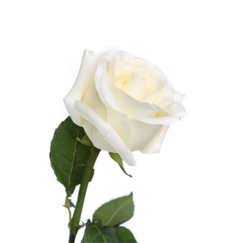 Single white rose with leaves and stem on white background